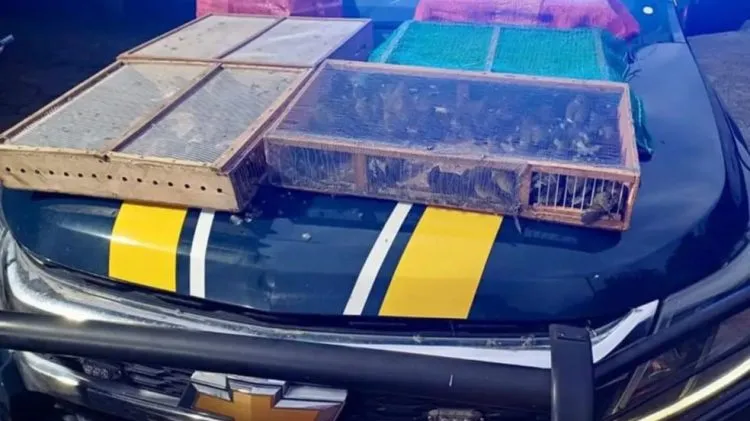 Homem é preso com mais de 1 mil aves silvestres; 180 morreram